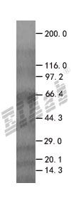 DIABLO 293T Cell Transient Overexpression Lysate(Denatured)